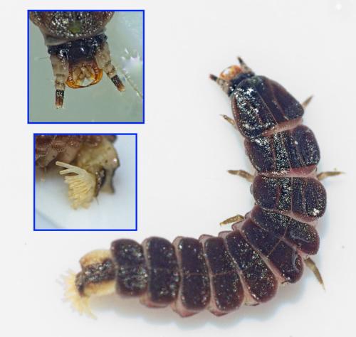 Réf. 354 786 : Phosphaenus hemipterus